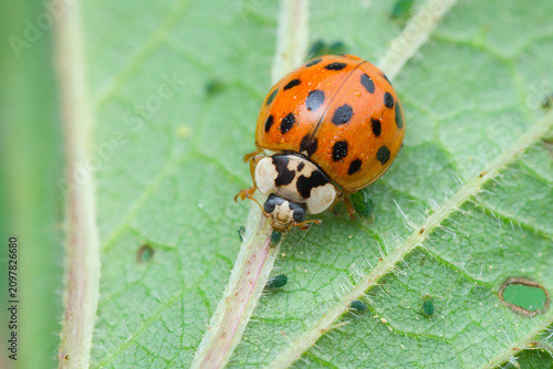 Close-up of a Asian ladybug on a stinging-nettle eating delicious aphids | Harmonia axyridis