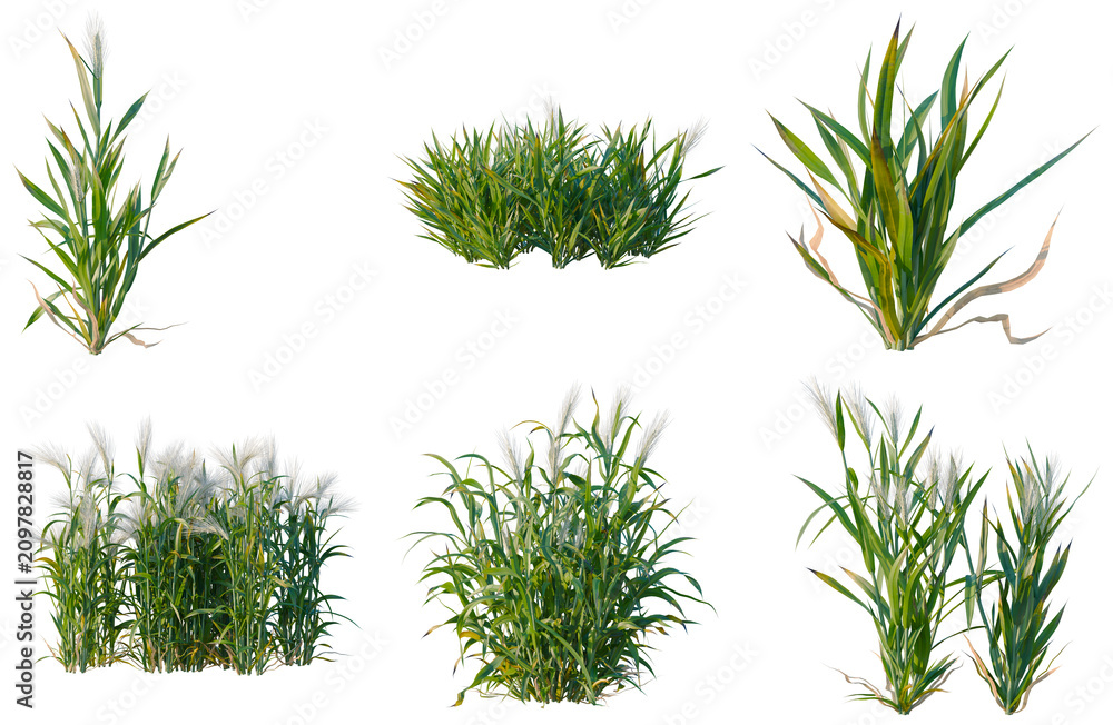 Fototapeta premium Set of Hordeum tree plan, top view, cutout, transparent background, isolate, Variety of Grass Plants - Collection of Different Types for Landscape Design and Natural Scenery