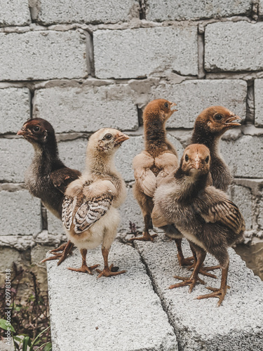 Foto duck and ducklings