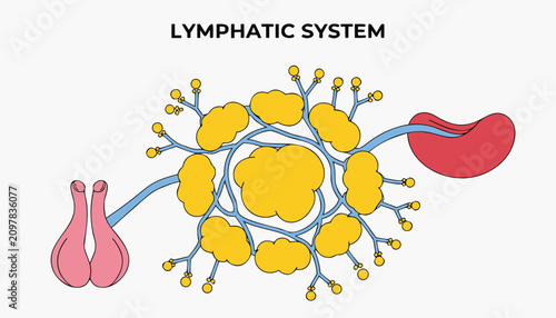 Foto Very beautiful realistic vector illustration of the Lymphatic System featuring lymph nodes, lymph vessels, spleen, thymus, and a bold label reading LYMPHATIC SYSTEM, isolated on white background