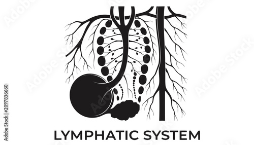 Very beautiful black and white realistic vector illustration of the Lymphatic System featuring engraved lymphatic anatomy with a bold label reading 