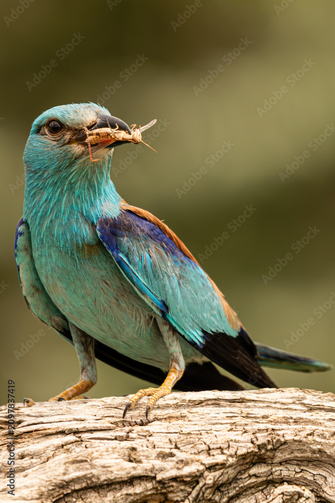 Obraz premium European Roller Perched with Grasshopper Prey