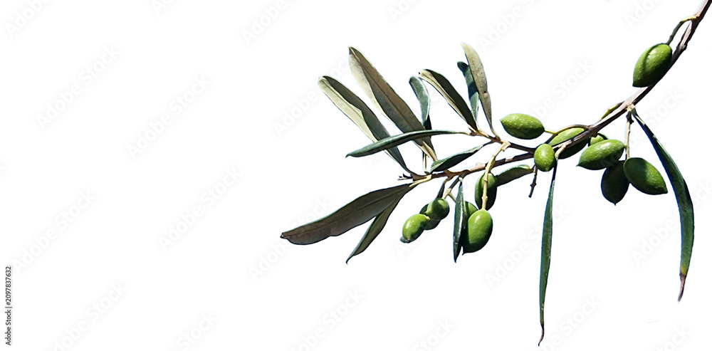 Obraz premium olives leaves on branch green isolated