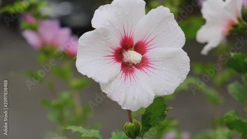 White hibiscus syriacus flower with red center and water drops blooming in garden