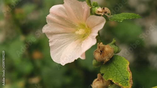 Pale pink hollyhock flower with water drops blooming in summer garden close up