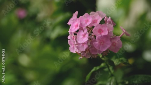 Pink phlox paniculata flowers with water drops blooming in summer garden close up