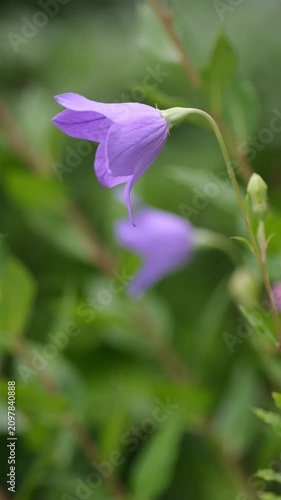 Purple platycodon balloon flower blooming and swaying in summer garden close up vertical video