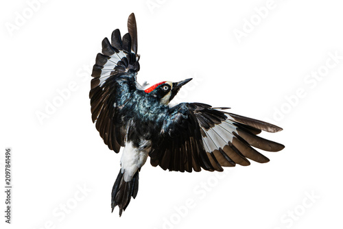 Acorn Woodpecker (Melanerpes formicivorus) Photo, in Flight on an Isolated Transparent PNG Background