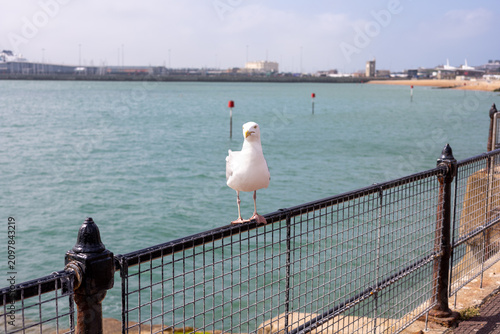 Quadro su tela swan on the lake, Dover, UK