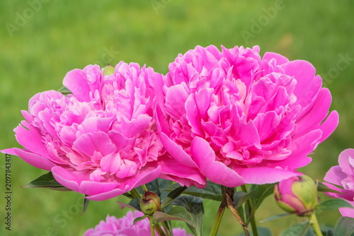 Two gorgeous pink peonies