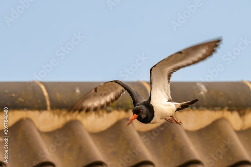 Schilderij op canvas oystercatcher in flight