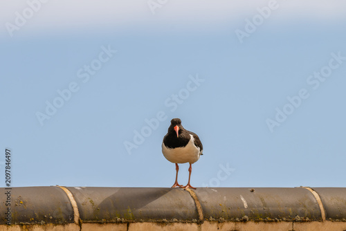 Φωτογραφία oystercatcher perched on a roof