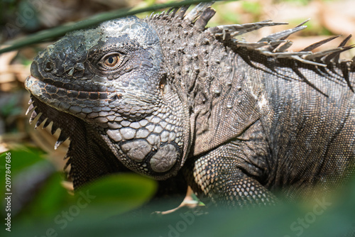 Fotografía A green iguana resting among tropical vegetation