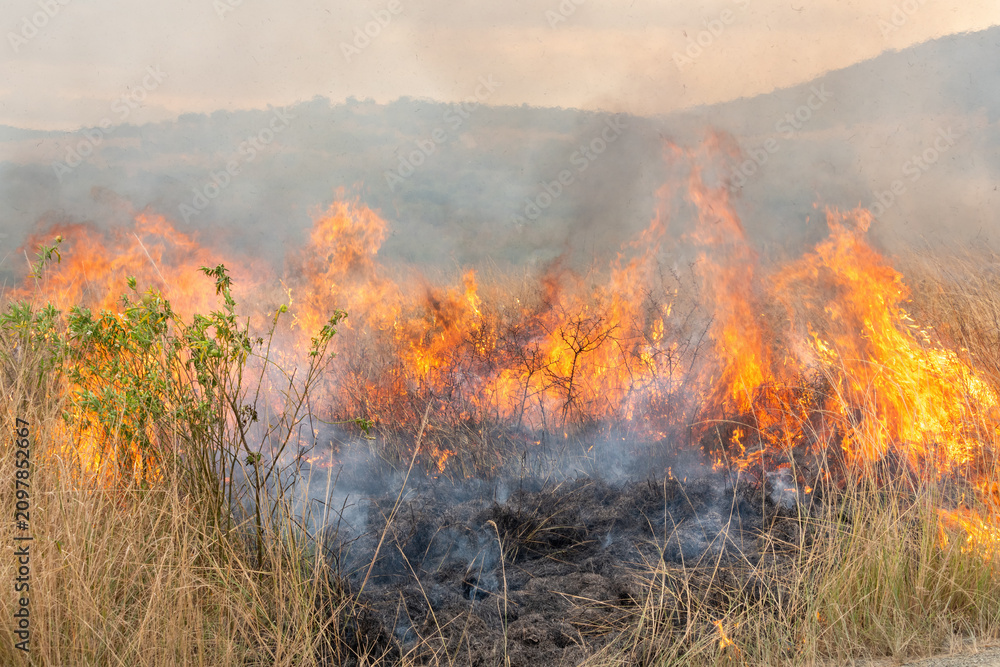 Fototapeta premium Controlled backburn fire in a dry natural grassland during prescribed burn management, South Africa