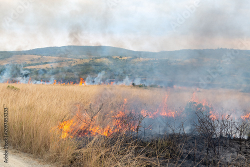 Canvas Print Controlled backburn fire in a dry natural grassland during prescribed burn manag