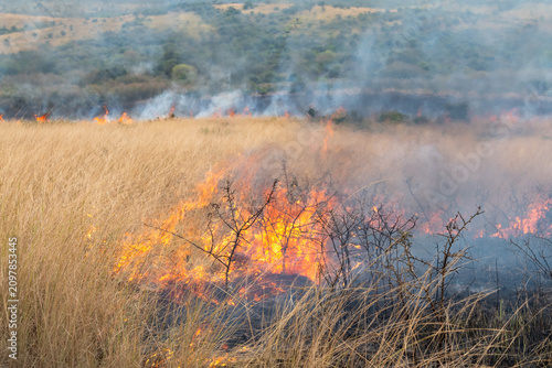 Canvas-taulu Controlled backburn fire in a dry natural grassland during prescribed burn manag