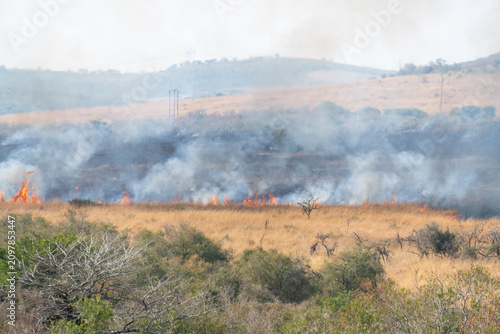 Картината върху платно A controlled burn or prescribed fire in dry natural grassland for conservation m