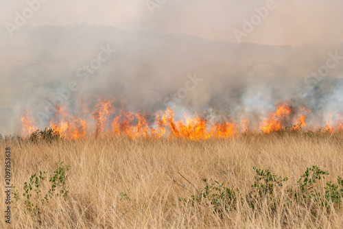 Konstfotografi A controlled burn or prescribed fire in dry natural grassland for conservation m