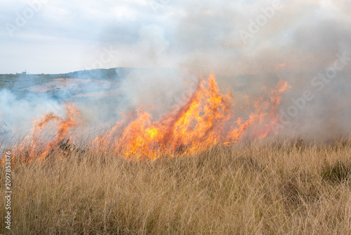 Cuadro en lienzo A controlled burn or prescribed fire in dry natural grassland for conservation m