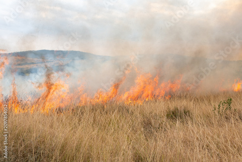 Bilde på lerret A controlled burn or prescribed fire in dry natural grassland for conservation m