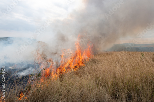 Obraz na plátně A controlled burn or prescribed fire in dry natural grassland for conservation m