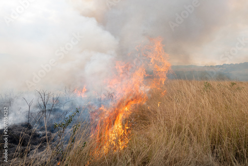 Photos A controlled burn or prescribed fire in dry natural grassland for conservation m