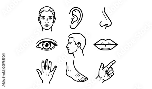 Bild auf Leinwand Set of human anatomy and body parts vector line icons including face eye ear han