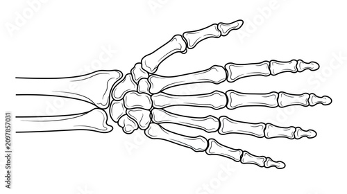 Fotografi Human Hand Skeleton Anatomy Illustration