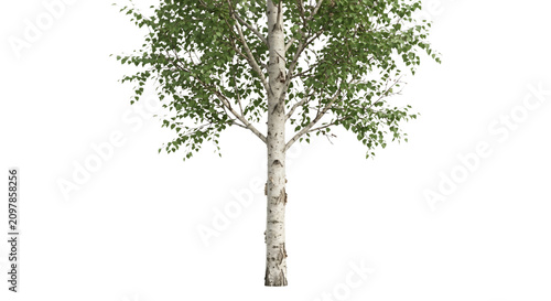 Konstfotografi A solitary birch tree with white bark and green leaves stands against a white ba