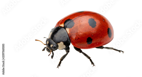 Fotografie Close-up macro shot of a red ladybug with black spots on a white background