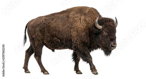Bild auf Leinwand Majestic American bison walks forward with a powerful stride on a white backgrou