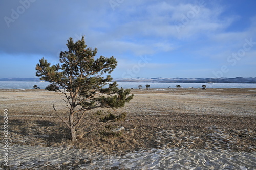 Fotografie A pine tree on the shore of Lake Baikal. Baikal National Park