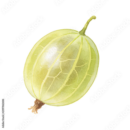 Fotografía Green Gooseberry: A single, ripe green gooseberry, illustrated with delicate watercolor strokes, showcasing its characteristic ribbed texture and delicate stem