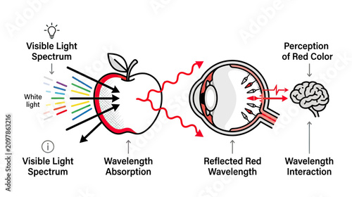 Diagram of Visible Light Spectrum and Red Color Perception