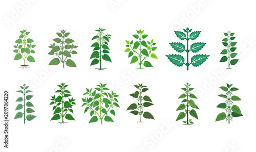 Εκτύπωση καμβά Stinging Nettle Plant Flat Vector Illustration Set Isolated on PNG Background, s