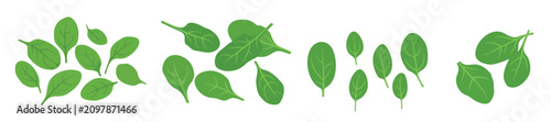 Cuadro en lienzo Fresh green spinach leaves set, organic baby spinach vector illustration for healthy cooking and salad recipe