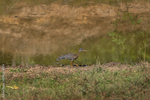 A sunbittern is walking around the pool. A eurypyga helias in its natural habitat in the Pantanal region.