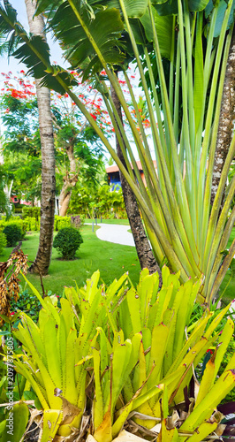 Dominican republic, beautiful park in La Romana with variety of Caribbean plants 