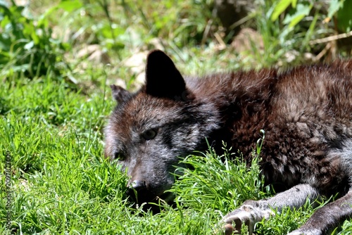 loup