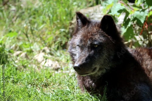 loup