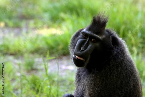 singe