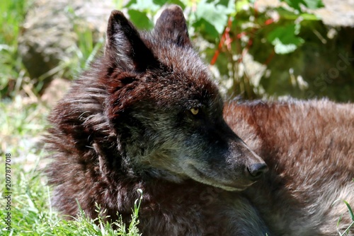 loup