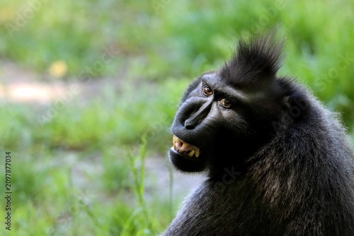 singe