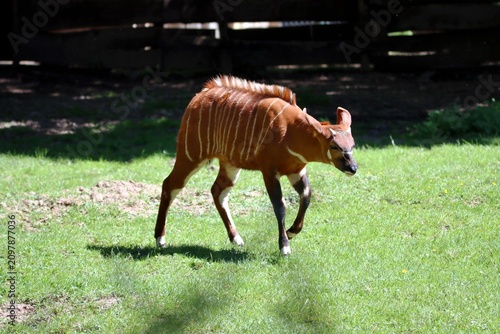 animaux