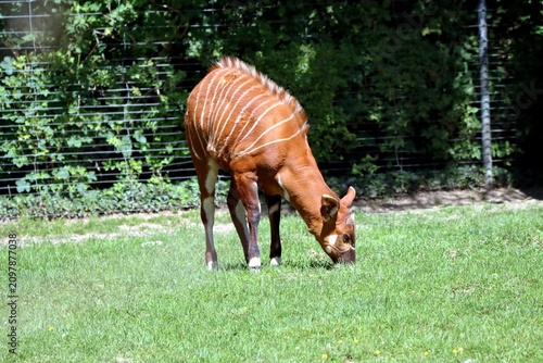 animaux