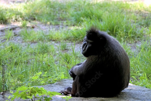 Photography singe
