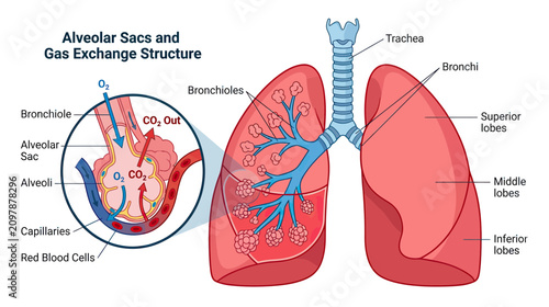 Bild auf Leinwand Human Lungs Alveolar Sacs and Gas Exchange Structure Diagram