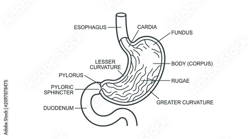 Bild auf Leinwand Diagram of the Human Stomach Anatomy with Labels - Esophagus, Fundus, Body, Pylo