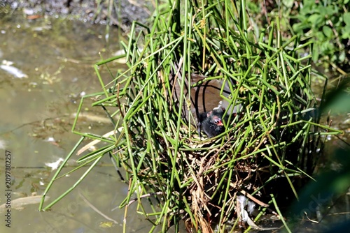 poule d'eau