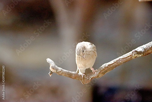 oiseau